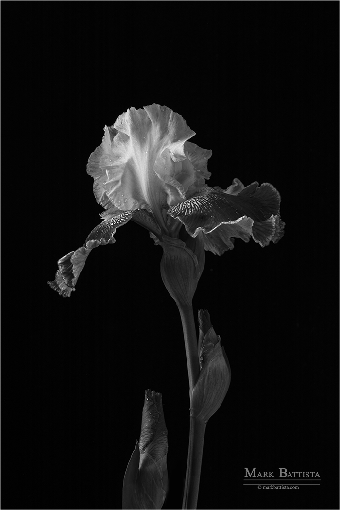 Black Iris web